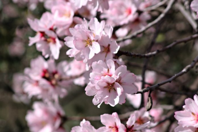 Almond Tree - Flower Of The Almond Tree - Mediterranean